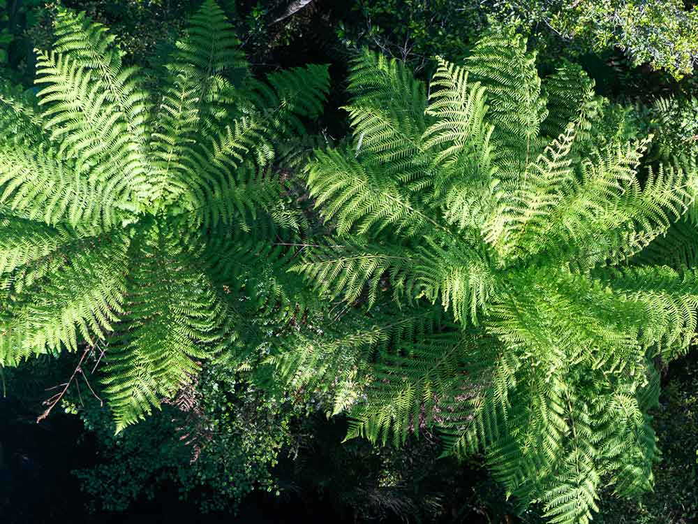 Ferns on the West Coast Treetop Walkway - Image Credit: Stewart Nimmo